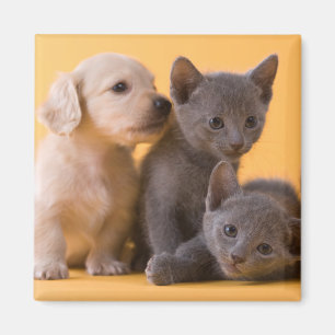 Russian Blue Kittens & Dachshund Puppies Magnet