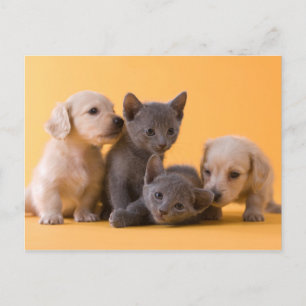 Russian Blue Kittens & Dachshund Puppies Postcard