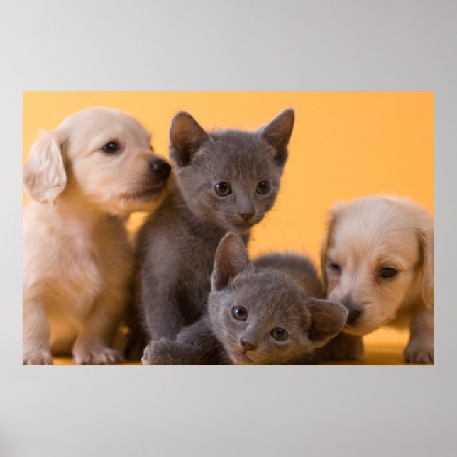Russian Blue Kittens & Dachshund Puppies Poster (Front)