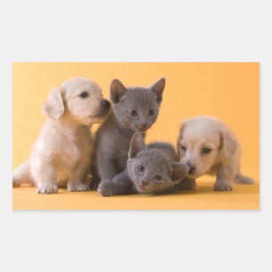 Russian Blue Kittens & Dachshund Puppies Rectangular Sticker
