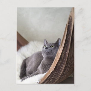 Russian Blue Postcard