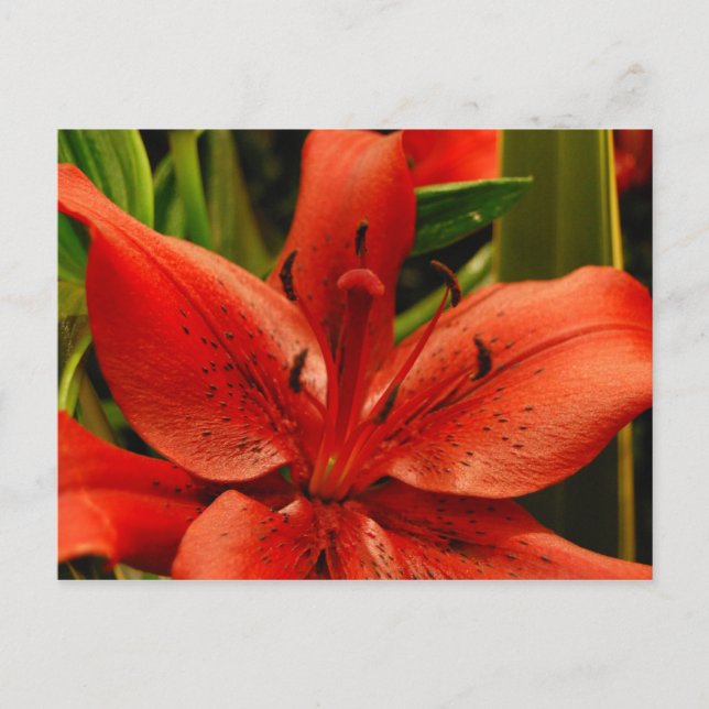 Russian Romance Postcard (Front)