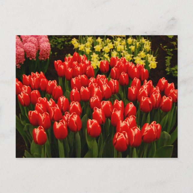 Russian Romance Postcard (Front)