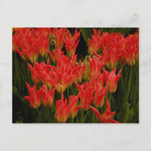 Russian Romance Postcard