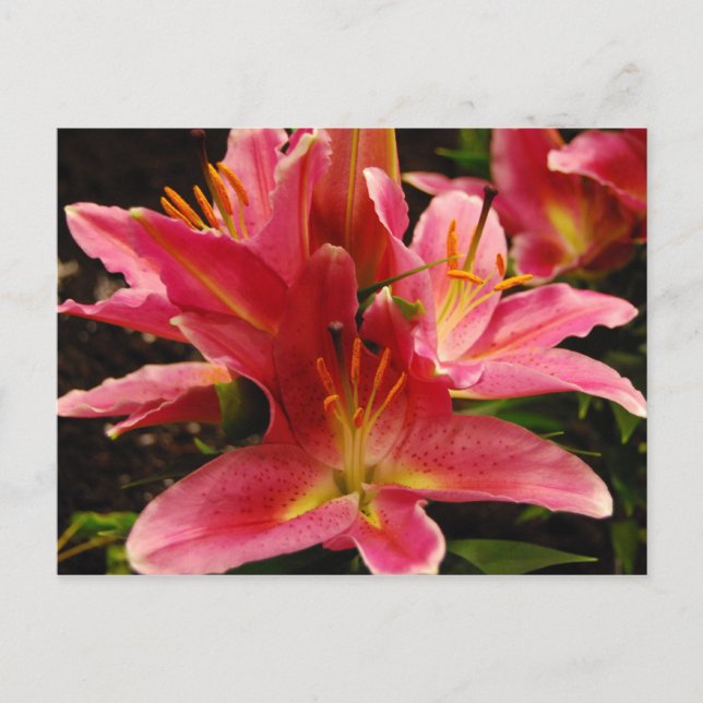 Russian Romance Postcard (Front)