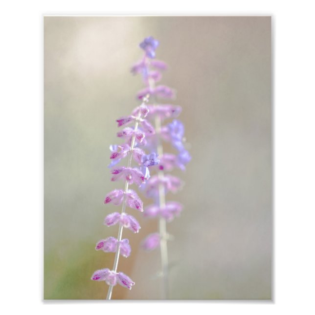 Russian Sage Photography Print (Front)