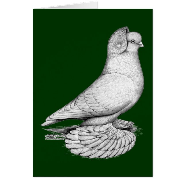 Russian Tumbler Pigeon (Front)