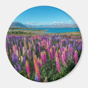 Russle Lupines at Lake Tekapo New Zealand Magnet