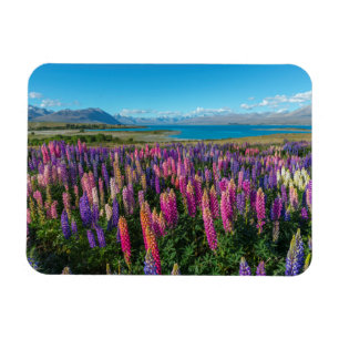 Russle Lupines at Lake Tekapo New Zealand Magnet