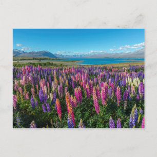 Russle Lupines at Lake Tekapo   New Zealand Postcard