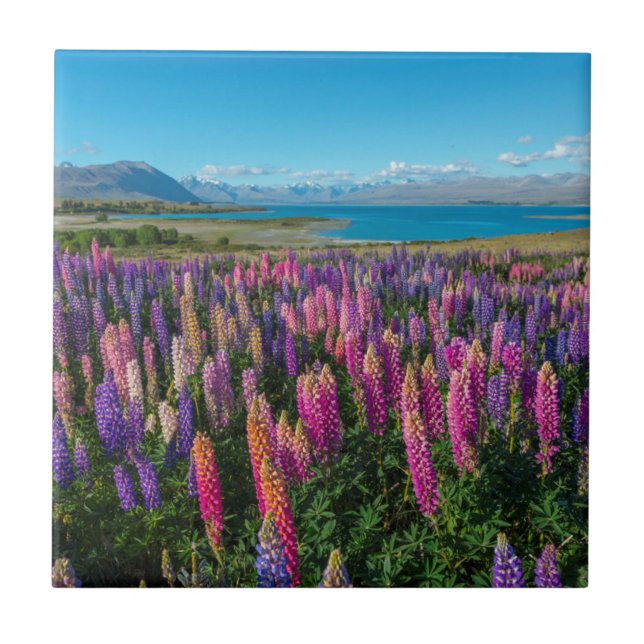 Russle Lupines at Lake Tekapo | New Zealand Tile (Front)
