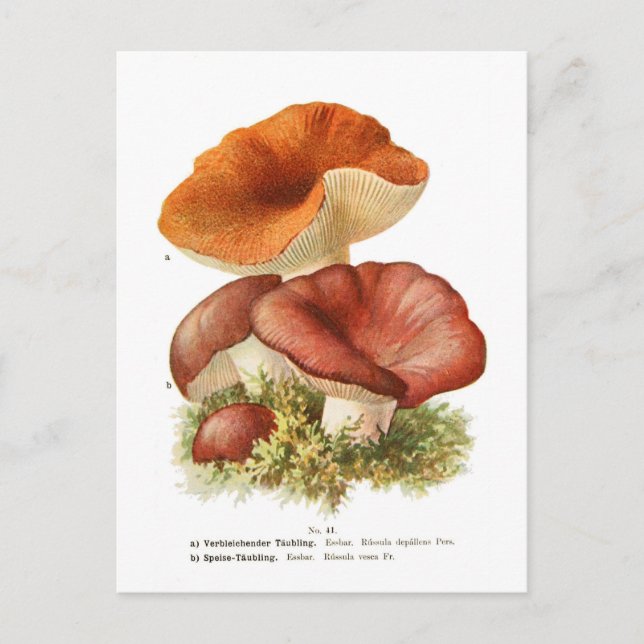 Russula depallens & R.vesca Postcard (Front)