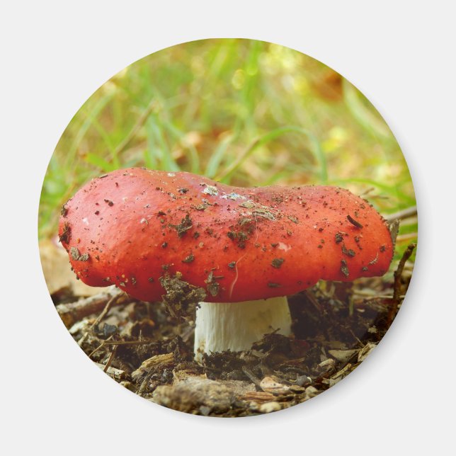 Russula Emetica Magnet (Front)