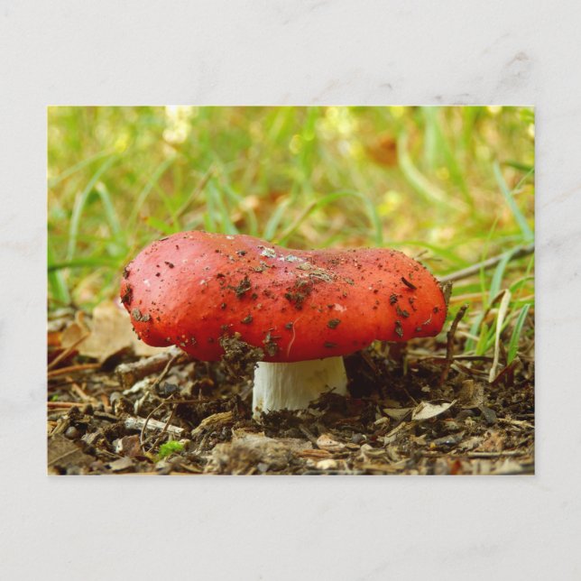Russula Emetica Postcard (Front)