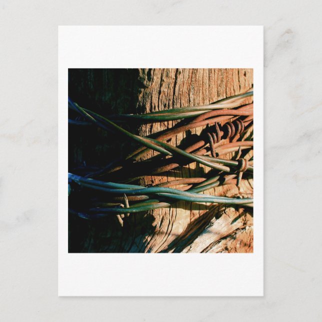 Rust and Blue Barbed Wire Postcard (Front)