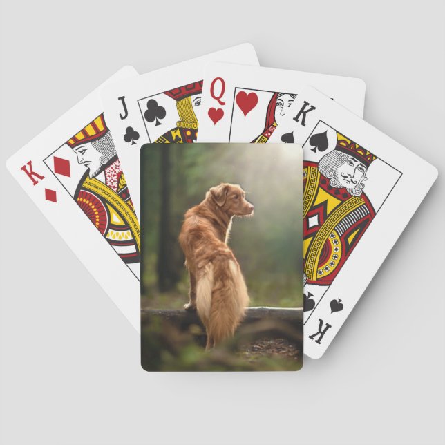 Rust Retriever from Nova Scotia Playing Cards (Back)