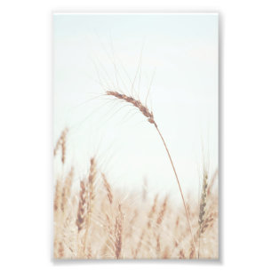 Rustic And Country Single Wheat Head Blue Sky Photo Print