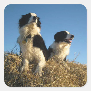 Rustic Black And White Border Collie Puppy Dog Square Sticker