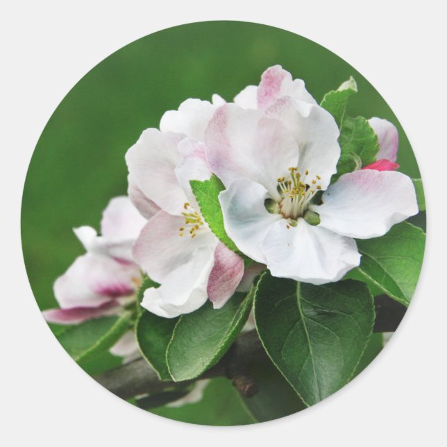 Rustic Blooming Apple Tree Spring Stickers (Front)