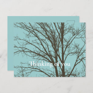 Rustic Blue Brown Tree Branches Postcard