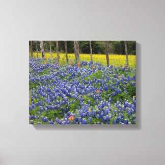 Rustic Bluebonnets Canvas Print