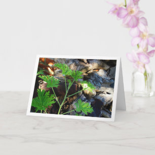 Rustic Citronella Leaf Portrait Card