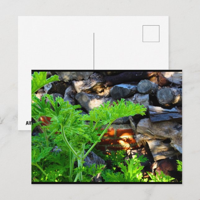 Rustic Citronella Leaf Postcard (Front/Back)