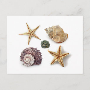 rustic coastal beach chic seashell starfish postcard