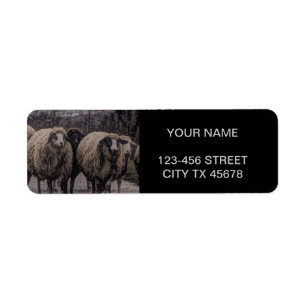 Rustic country road ranch farm herd of sheep