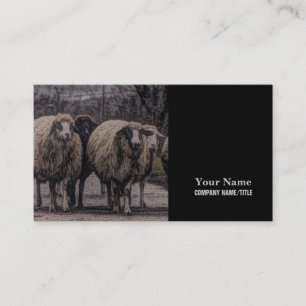 Rustic country road ranch farm herd of sheep business card