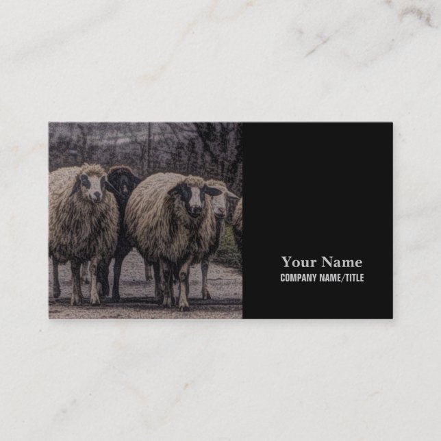 Rustic country road ranch farm herd of sheep business card (Front)