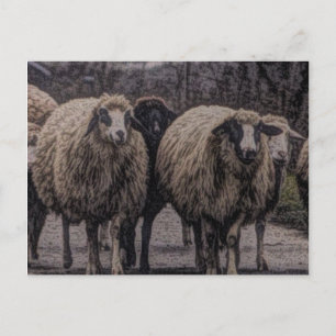 Rustic country road ranch farm herd of sheep postcard