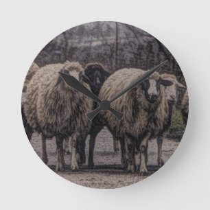 Rustic country road ranch farm herd of sheep round clock