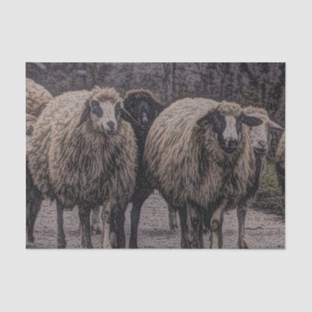 Rustic country road ranch farm herd of sheep tissue paper (Front)
