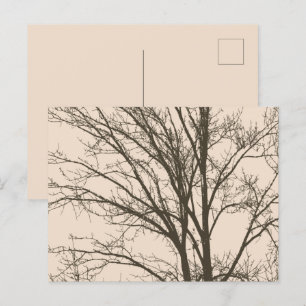 Rustic Cream Brown Tree Branches Postcard