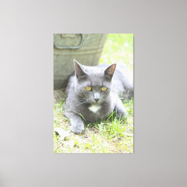 Rustic Design Grey Cat Canvas Print (Front)