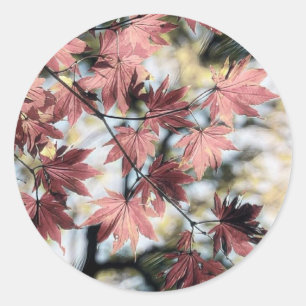 Rustic fall maple leaves rusty red pink brown classic round sticker