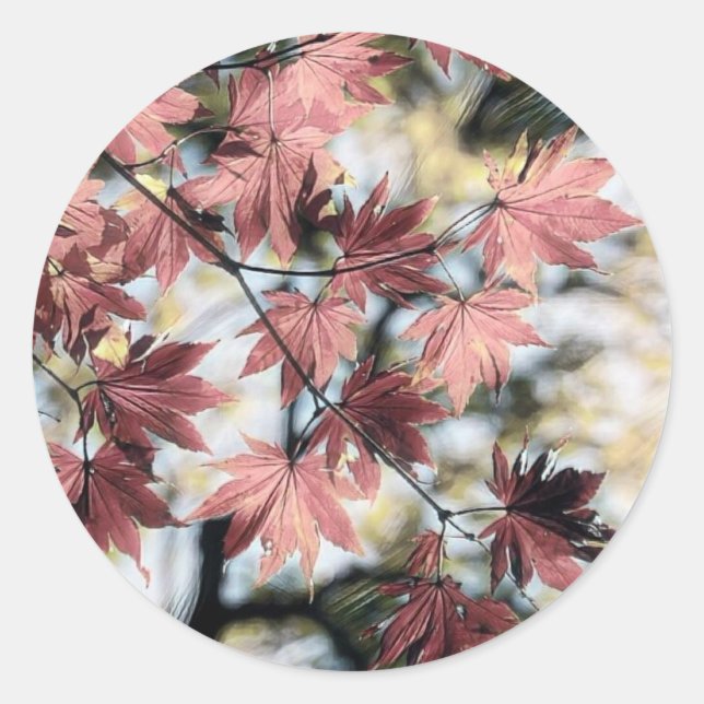 Rustic fall maple leaves rusty red pink brown classic round sticker (Front)