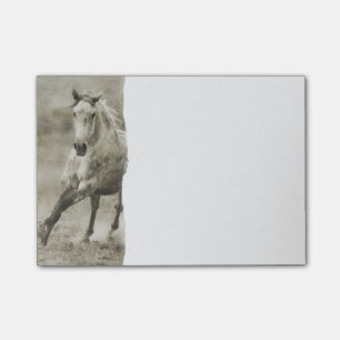 Rustic Galloping Andalusian Horse Post-it Notes