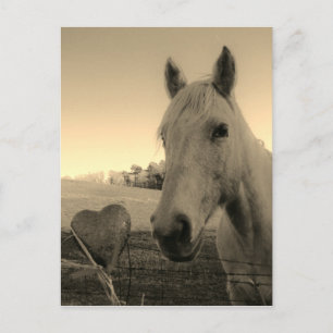 Rustic Horse and Heart Valentine Postcard