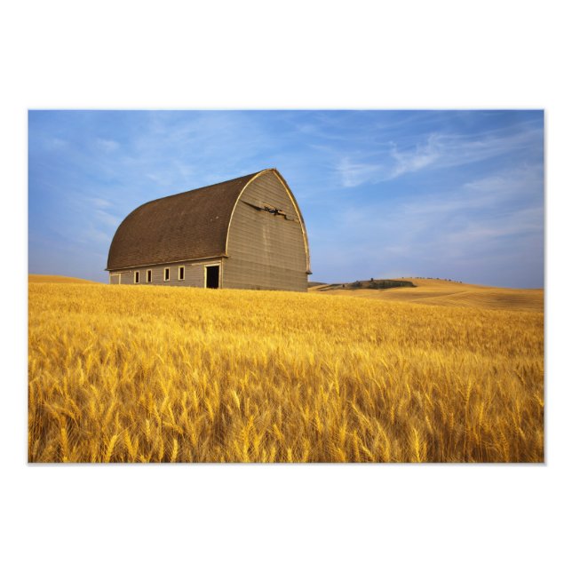 Rustic old barn in mature wheat field in the 2 photo print (Front)