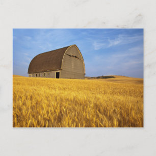 Rustic old barn in mature wheat field in the 2 postcard