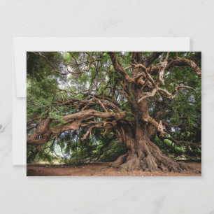 Rustic Old Olive Tree