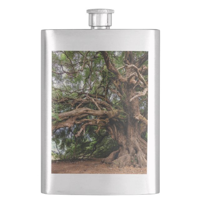 Rustic Old Olive Tree Hip Flask (Front)