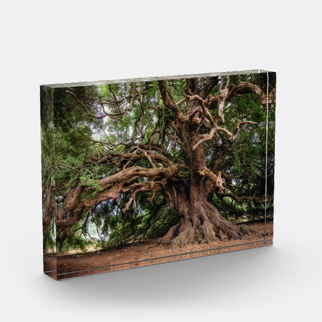 Rustic Old Olive Tree Photo Block (Left)