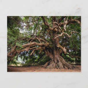 Rustic Old Olive Tree Postcard