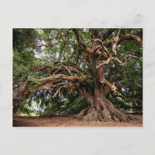 Rustic Old Olive Tree Postcard (Front)