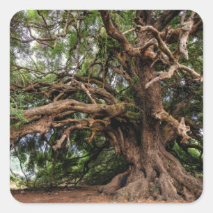 Rustic Old Olive Tree Square Sticker