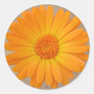 Rustic Orange Gerber Daisy Round Stickers Seals