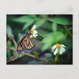 Rustic Photo Monarch and Wildflowers Postcard